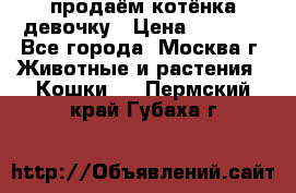 продаём котёнка девочку › Цена ­ 6 500 - Все города, Москва г. Животные и растения » Кошки   . Пермский край,Губаха г.